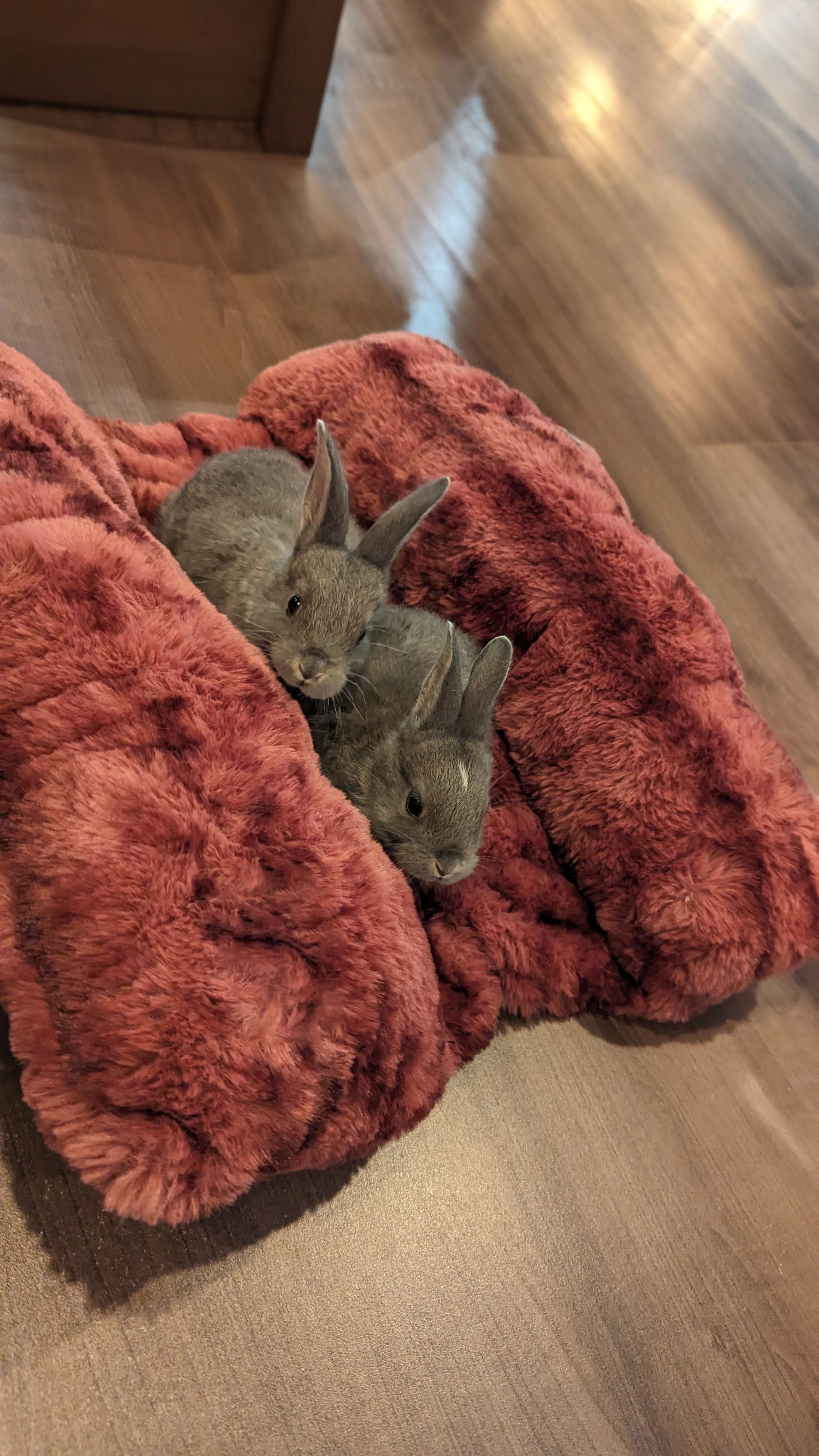 overhead view of baby bunnies cuddling in a faux fur bolster pet bed handmade in Seattle WA by Pandemonium Millinery USA