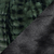 Black Pine / Black Satin