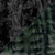 Black Pine / Cuddly Black