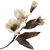 Cream Flower Stem