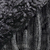 Nightshade / Black