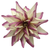 Plum / Beige Starburst