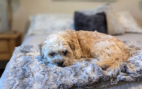 Pet Dog Blanket Luxury Faux Fur in Winter River