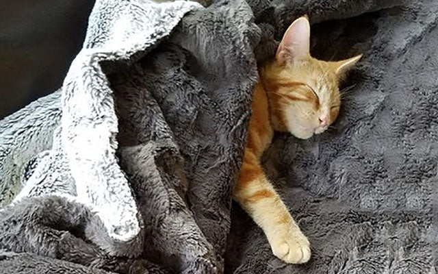 Pet / Dog Blanket - Cuddly Faux Furs