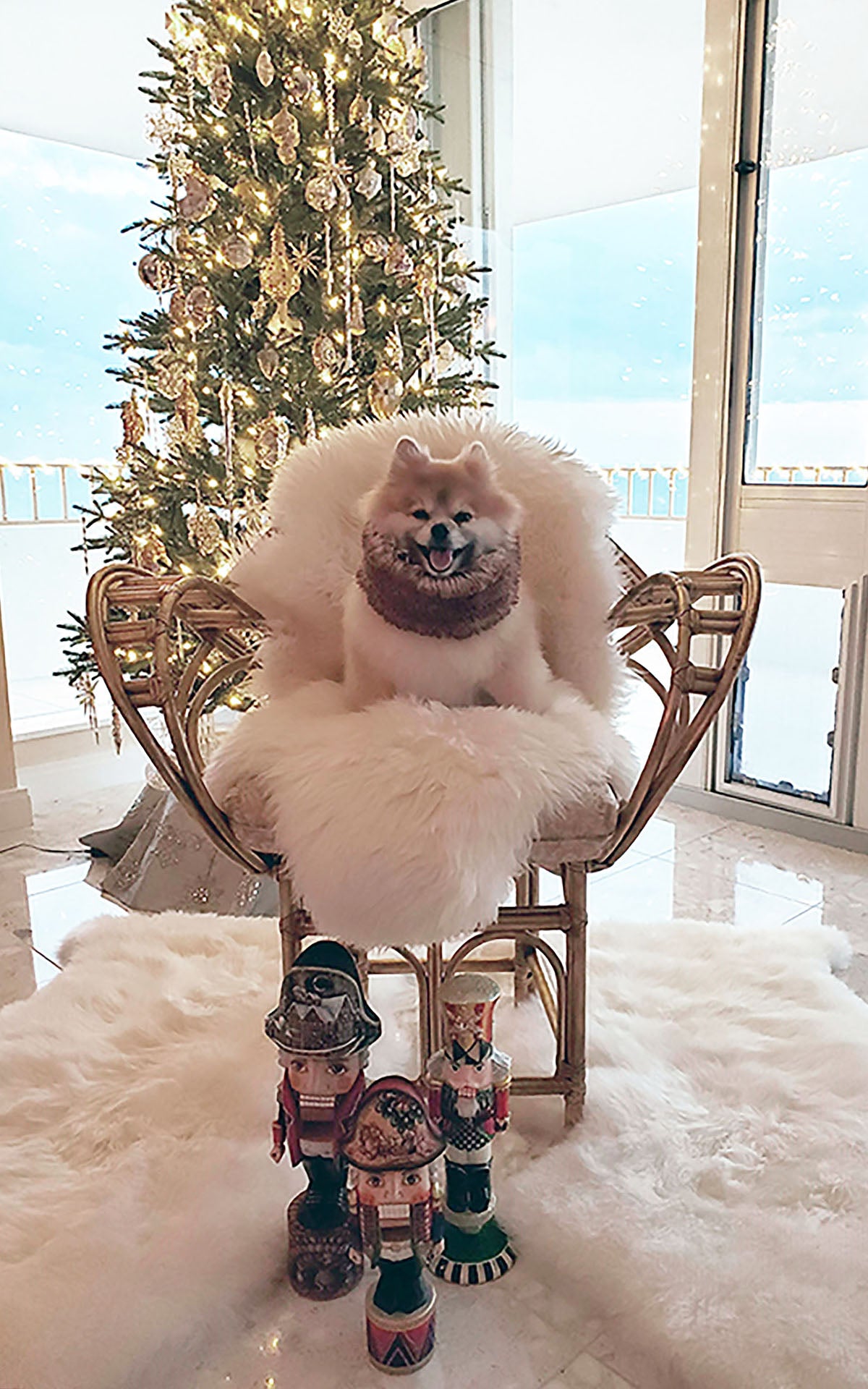 Adorable Pomeranian dog sitting in chair in front of Christmas tree wearing Designer Handmade Dog ruff collar| Red Fox  Faux Fur | Handmade by Pandemonium Millinery Seattle, WA USA