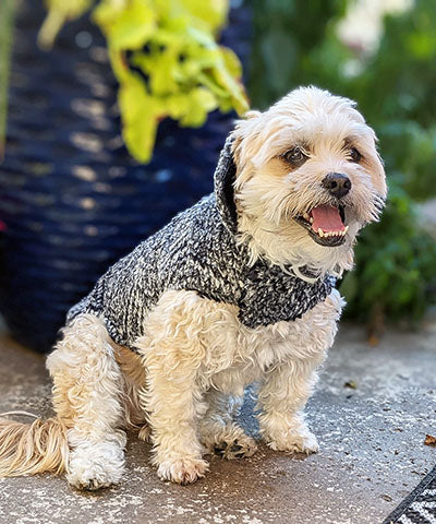 shih tzu  Dog on patio wearing dog Coat in Cozy Cable Faux Fur handmade by Pandemonium Seattle
