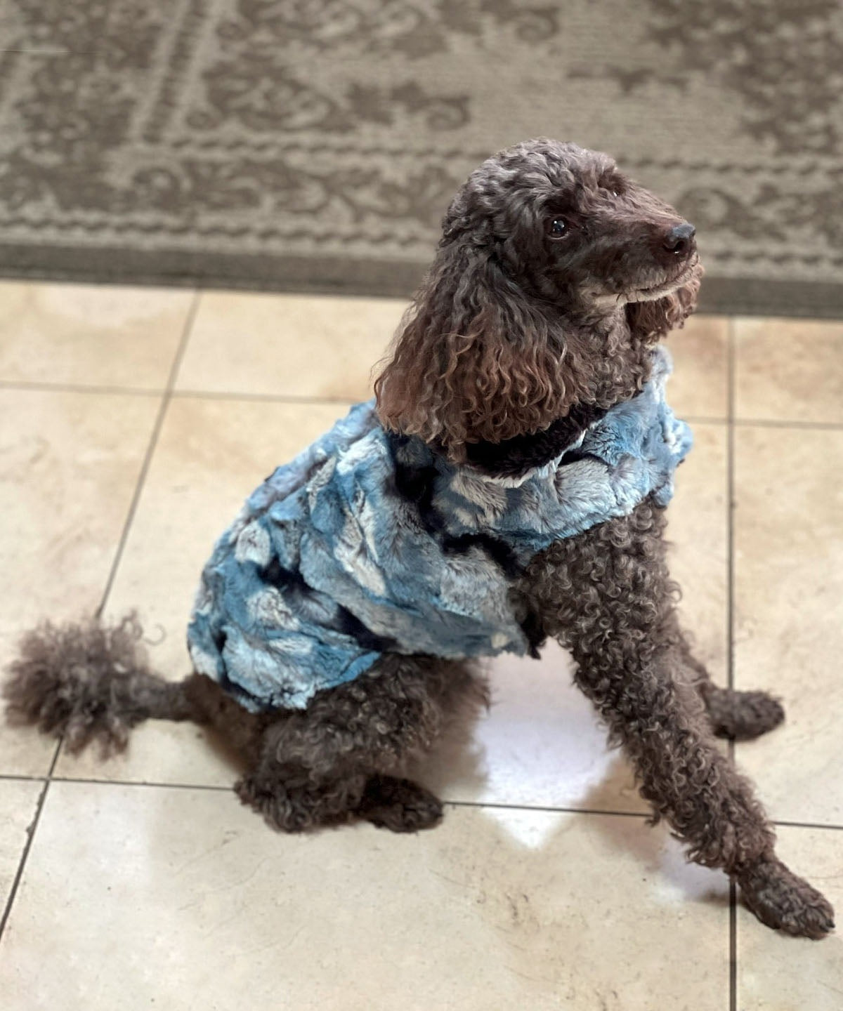 Dog Coat on Poodle | Rainier Sky Luxury Faux Fur with Espresso Bean | Handmade in the USA by Pandemonium Seattle