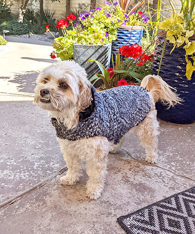 shih tzu  Dog on patio with pots and flowers wearing dog Coat in Cozy Cable Faux Fur handmade by Pandemonium Seattle