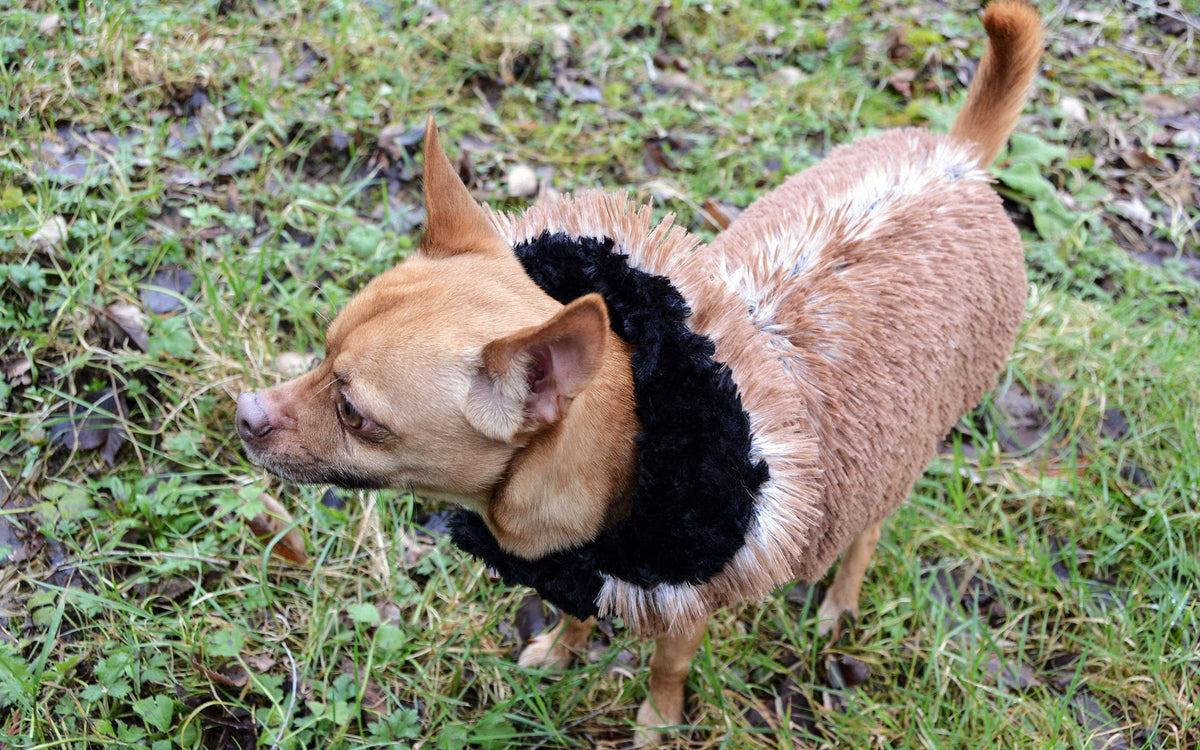 Chihuahua wearing Designer Handmade reversible Dog Coat standing on grass | Red Fox Long hair Luxury Faux Fur revers to black | Handmade by Pandemonium Millinery Seattle, WA USA
