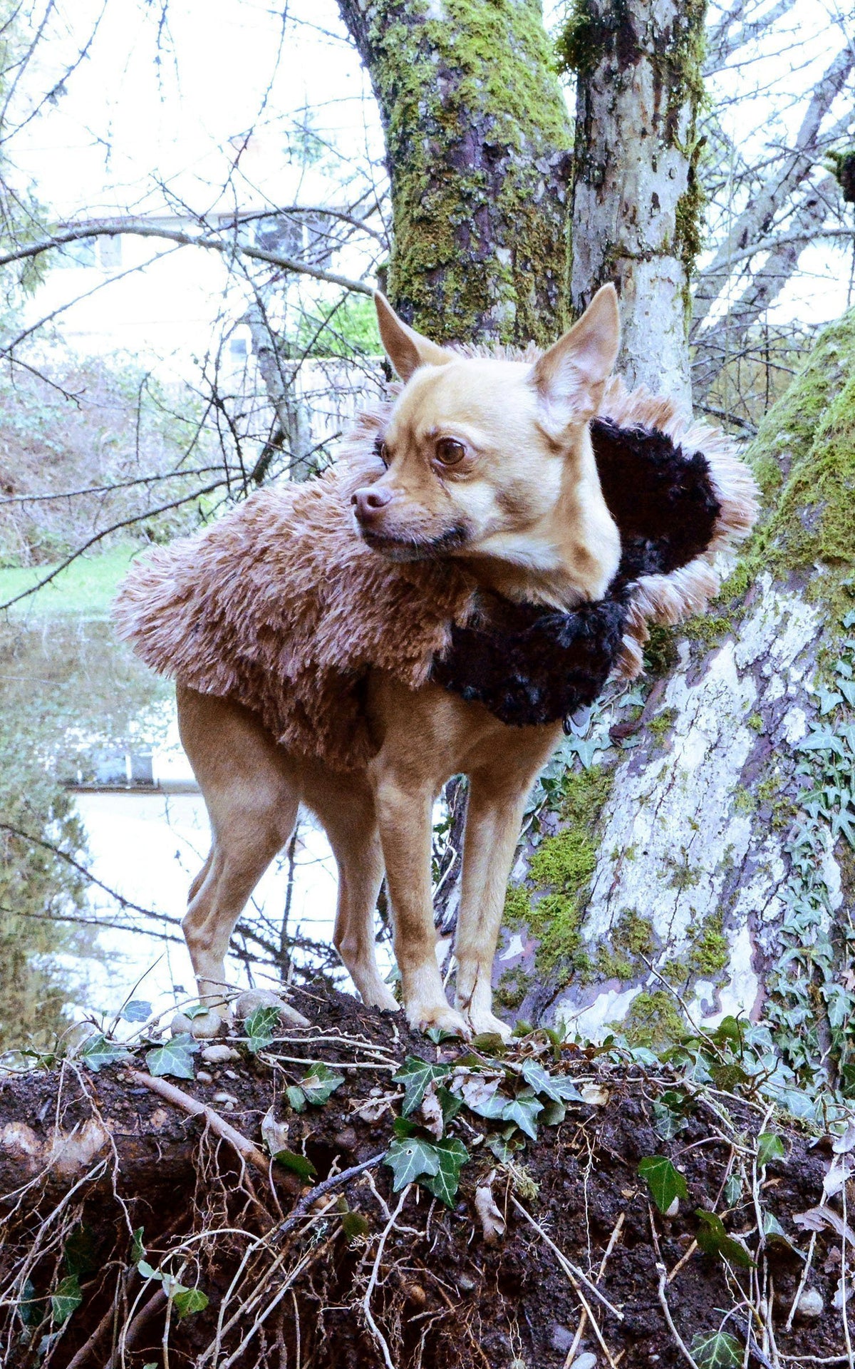 Chihuahua wearing Designer Handmade reversible Dog Coat standing in front of tree by lake | Red Fox Long hair Luxury Faux Fur revers to black | Handmade by Pandemonium Millinery Seattle, WA USA