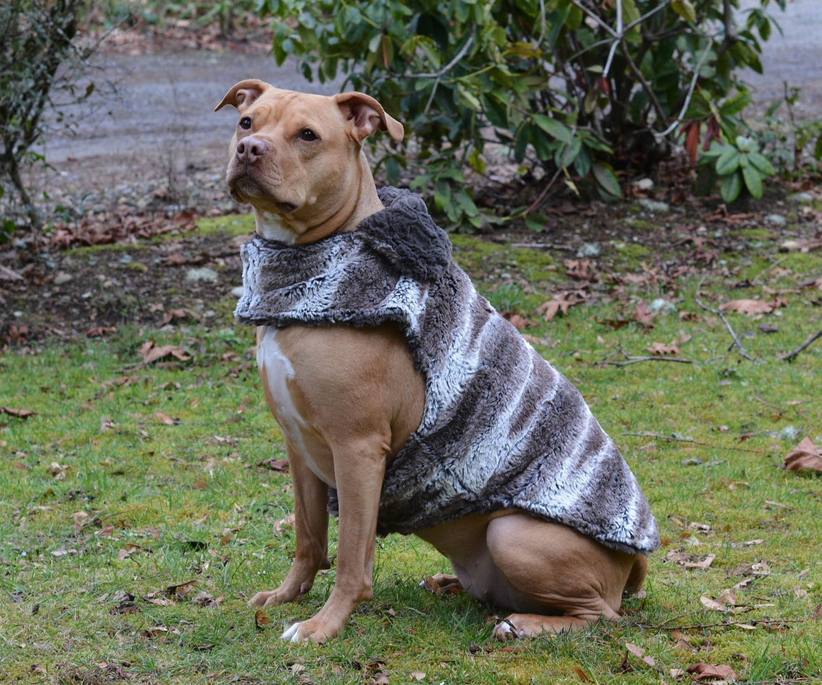 Handsome Pitbull sitting upright in grass wearing Designer Handmade reversible Dog Coat | Birch: Brown and Cream Luxury Faux Fur reversing to Gray | Handmade by Pandemonium Millinery Seattle, WA USA