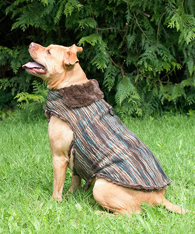Pitbull  Dog sitting on in park wearing Designer Handmade reversible Dog Coat Side View | toffee knit reversing to Chocolate Faux Fur | Handmade by Pandemonium Millinery Seattle, WA USA