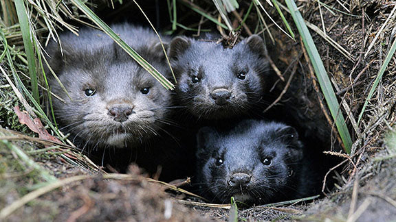 The Sad World of Real Fur - Natia M. & Jenn O.