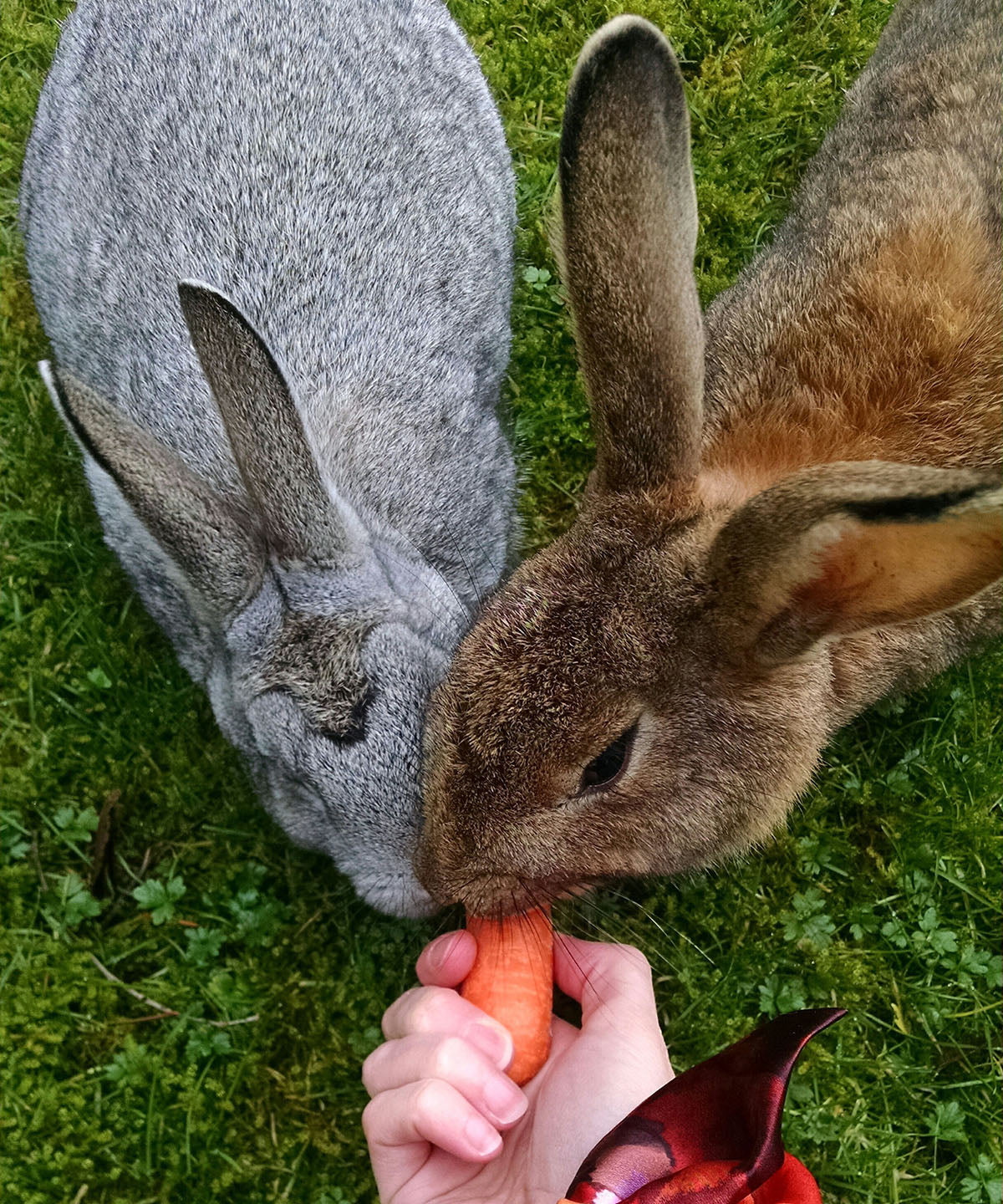 Bunnies with Wrist Scarf