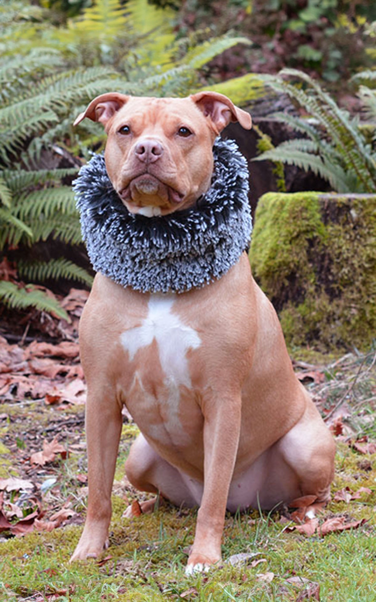 Dog Ruff / Collar Silver Tipped Black Fox Faux Fur handmade in Seattle, WA  by Pandemonium Millinery