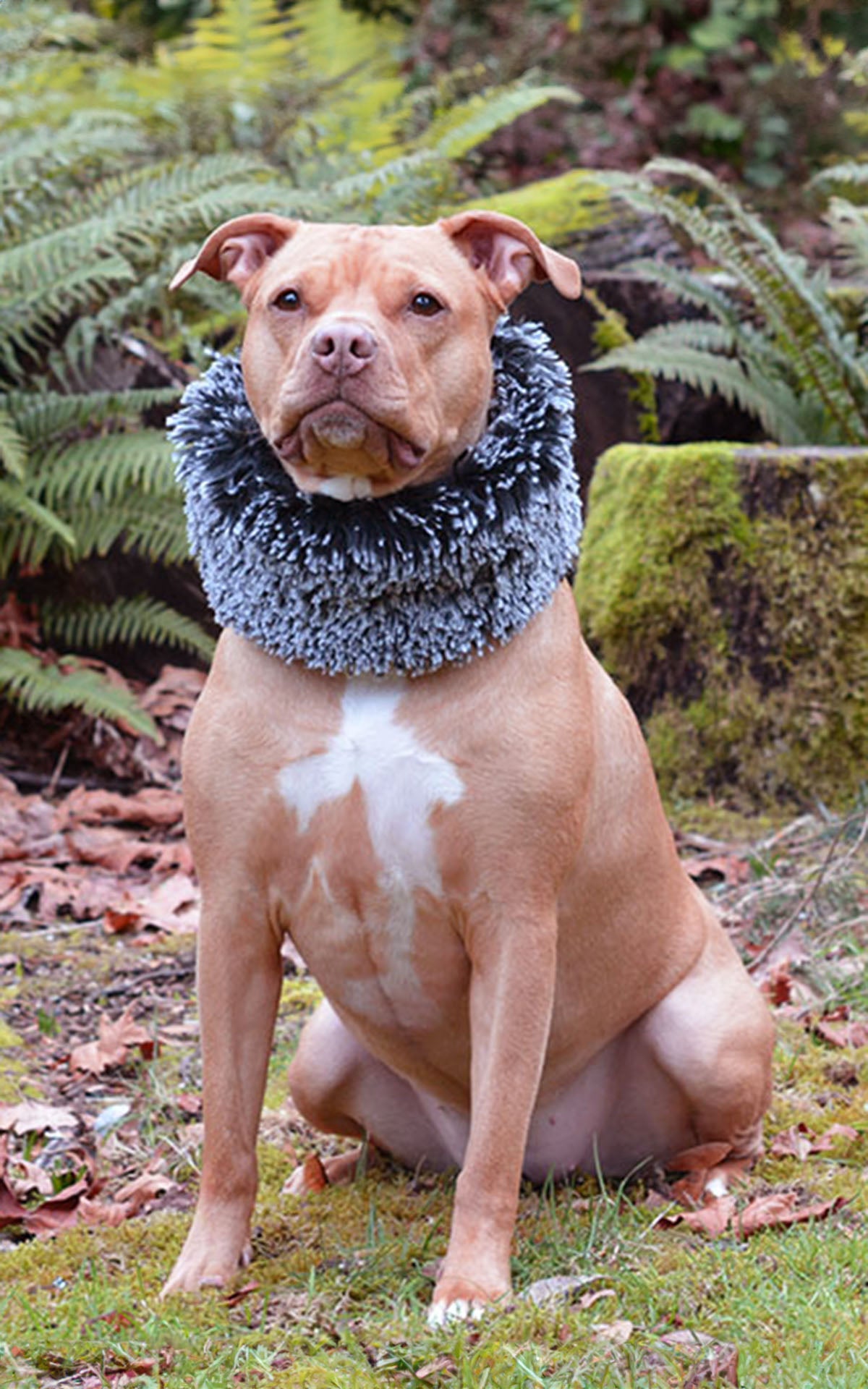 Dog Ruff / Collar Red Fox Faux Fur handmade in Seattle, WA  by Pandemonium Millinery