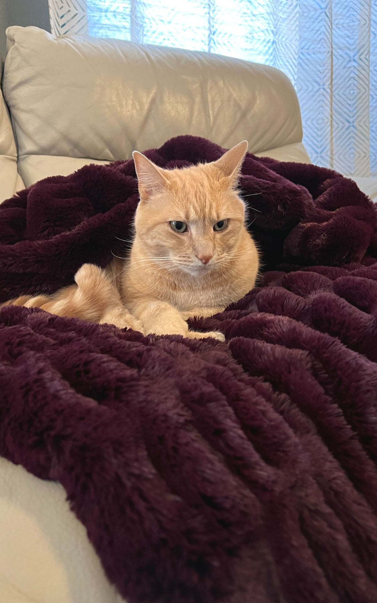 Pet Blanket Royal Opulence faux fur by Pandemonium Millinery