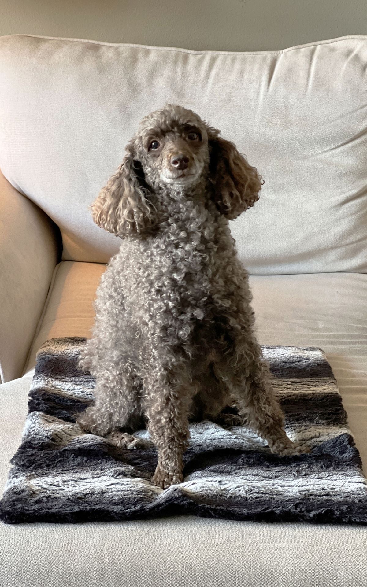 Pet Blanket Royal Opulence faux fur by Pandemonium Millinery