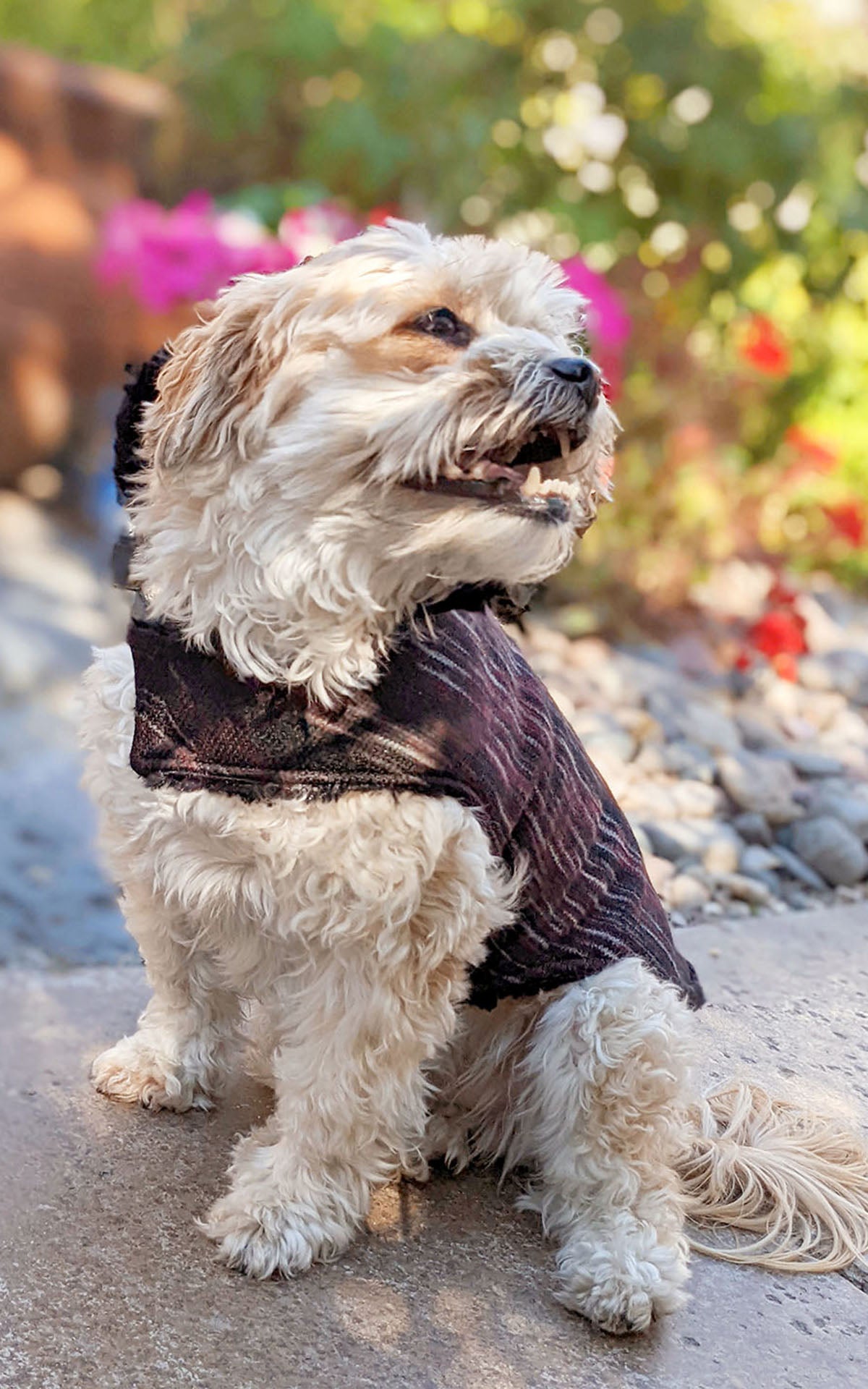 Pet & Dog Coats Collection handmade in Seattle, WA by Pandemonium Millinery