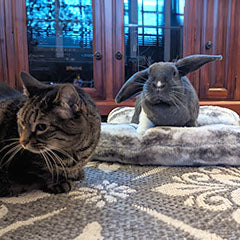 cat sitting next to bunny in faux fur bolstered pet by handcrafted by Pandemonium Seattle USA