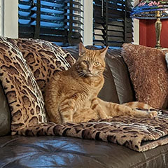 orange cat sitting on brown coach with Tissavel animal print throw handmade in USA by Pandemonium Seattle