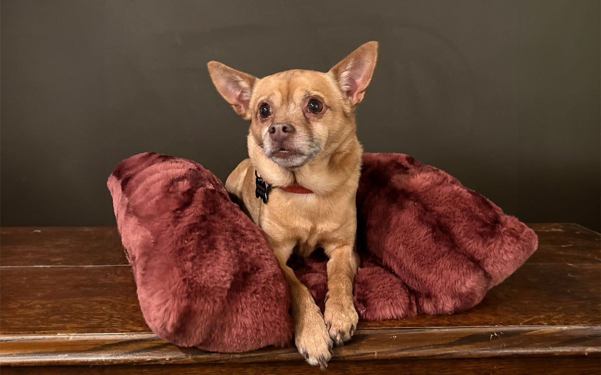 Doggie laying in Maple Glow Pet Bed, in Pandemonium Royal Opulence Faux Fur. Handmade in Seattle, WA.
