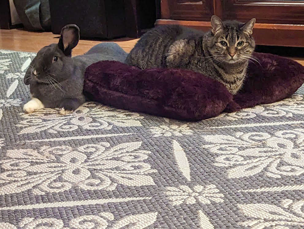 cat hogging bolstered pet bed in merlot royal opulence faux fur from bunny handmade in Seattle, WA by Pandemonium Millinery