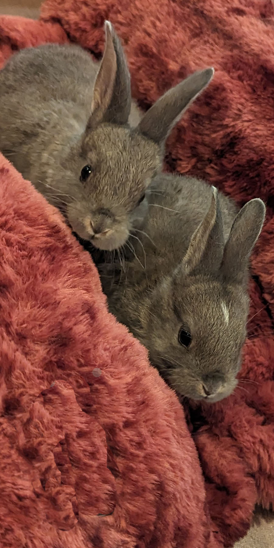 Two baby rabbits sitting on a soft, Royal Opulence Baby Bed in Maple Glow Handmade by Pandemonium Seattle