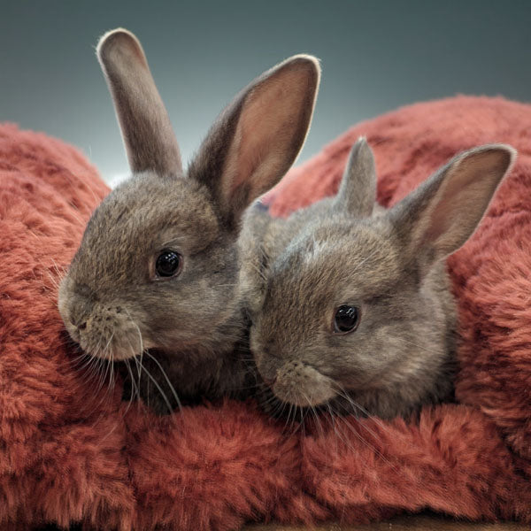 baby bunnies in a maple glow bunny bed by Pandemonium Millinery handmade in Seattle