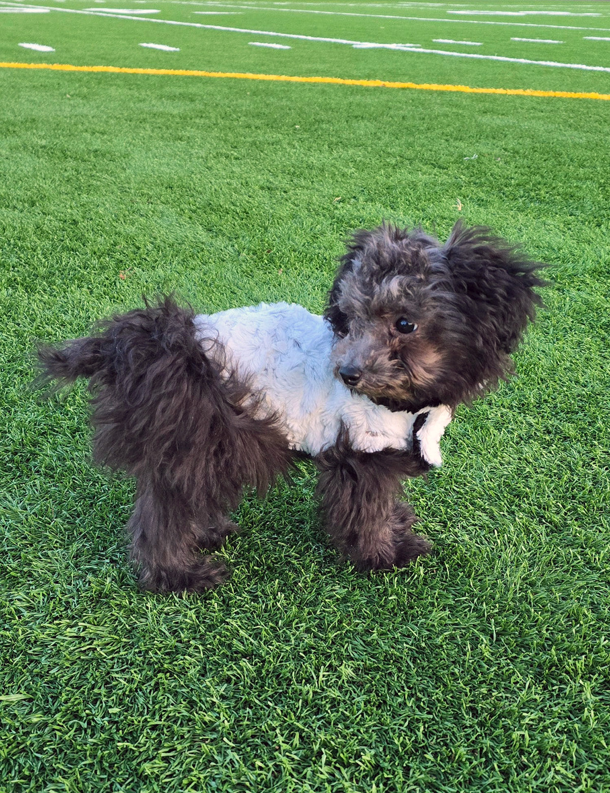 Dog wearing reversible Dog Coat | Side View | Winter Frost Faux Fur | Handmade in Seattle, WA USA