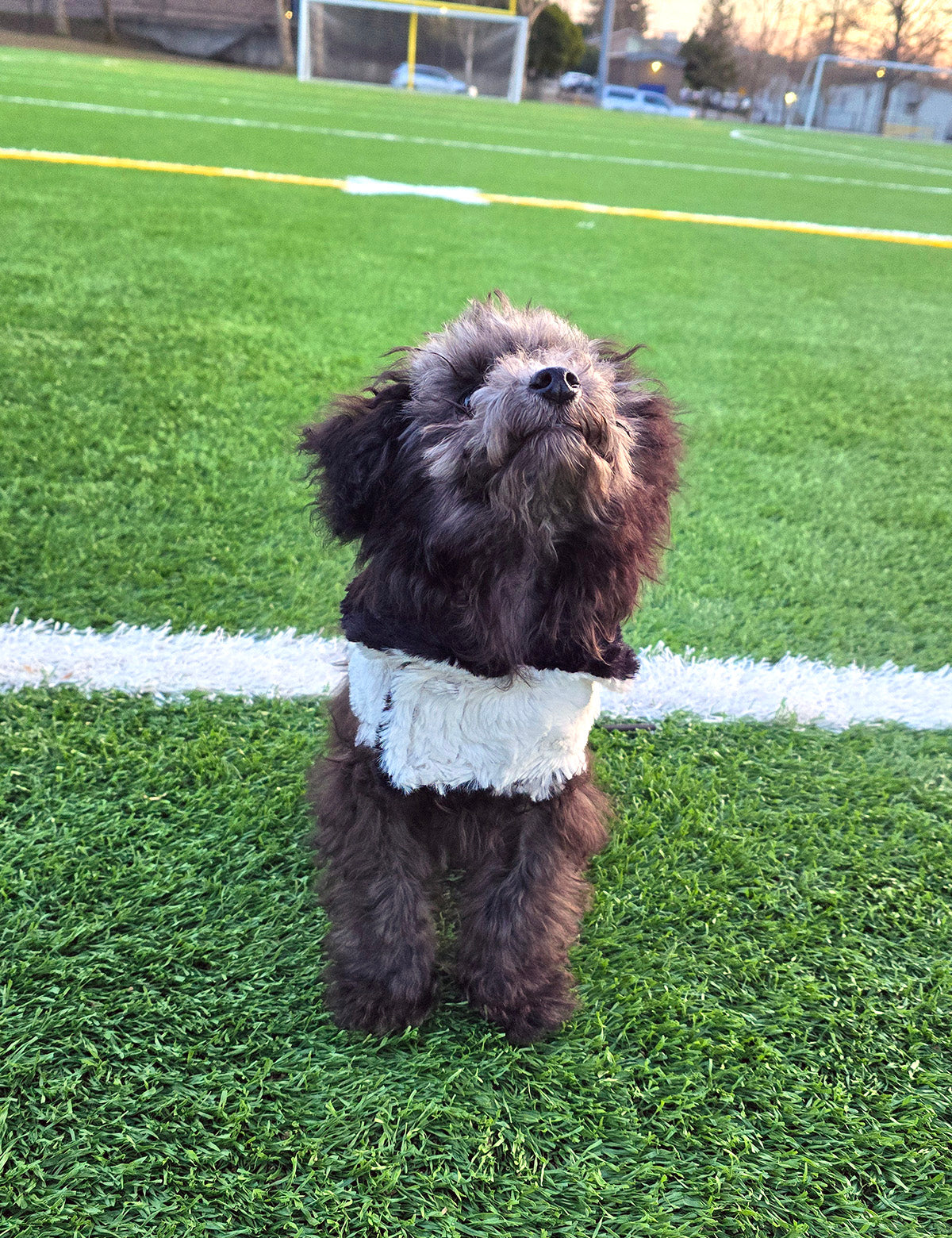 Dog wearing reversible Dog Coat | Front View | Winter Frost Faux Fur | Handmade in Seattle, WA USA