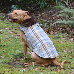 light brown pit-bull dog wearing a wool plaid dog coat handmade by Pandemonium Millinery USA