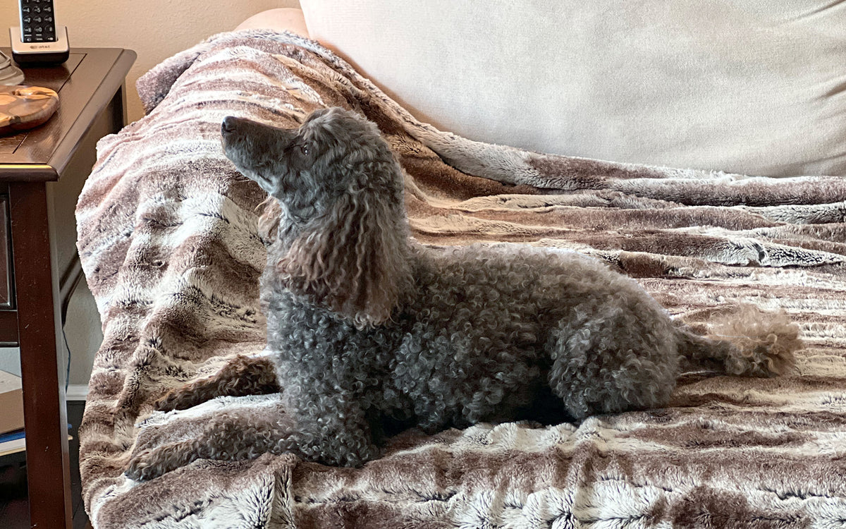 Dog on faux fur Pet Blanket Handmade in the USA by Pandemonium Seattle