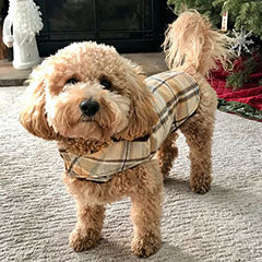 dog wearing a yellow and brown plaid tartan coat lined in chocolate faux fur handmade in USA by Pandemonium Seattle