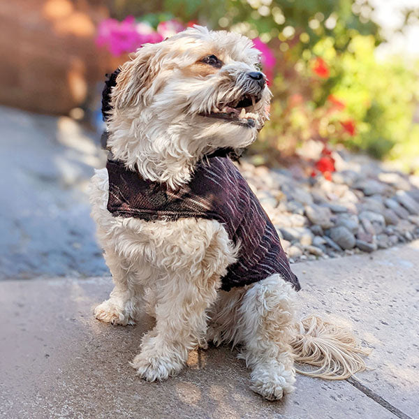 Small white dog wearing a sweet strips cherry sweater sitting on a concrete surface with flowers in the background