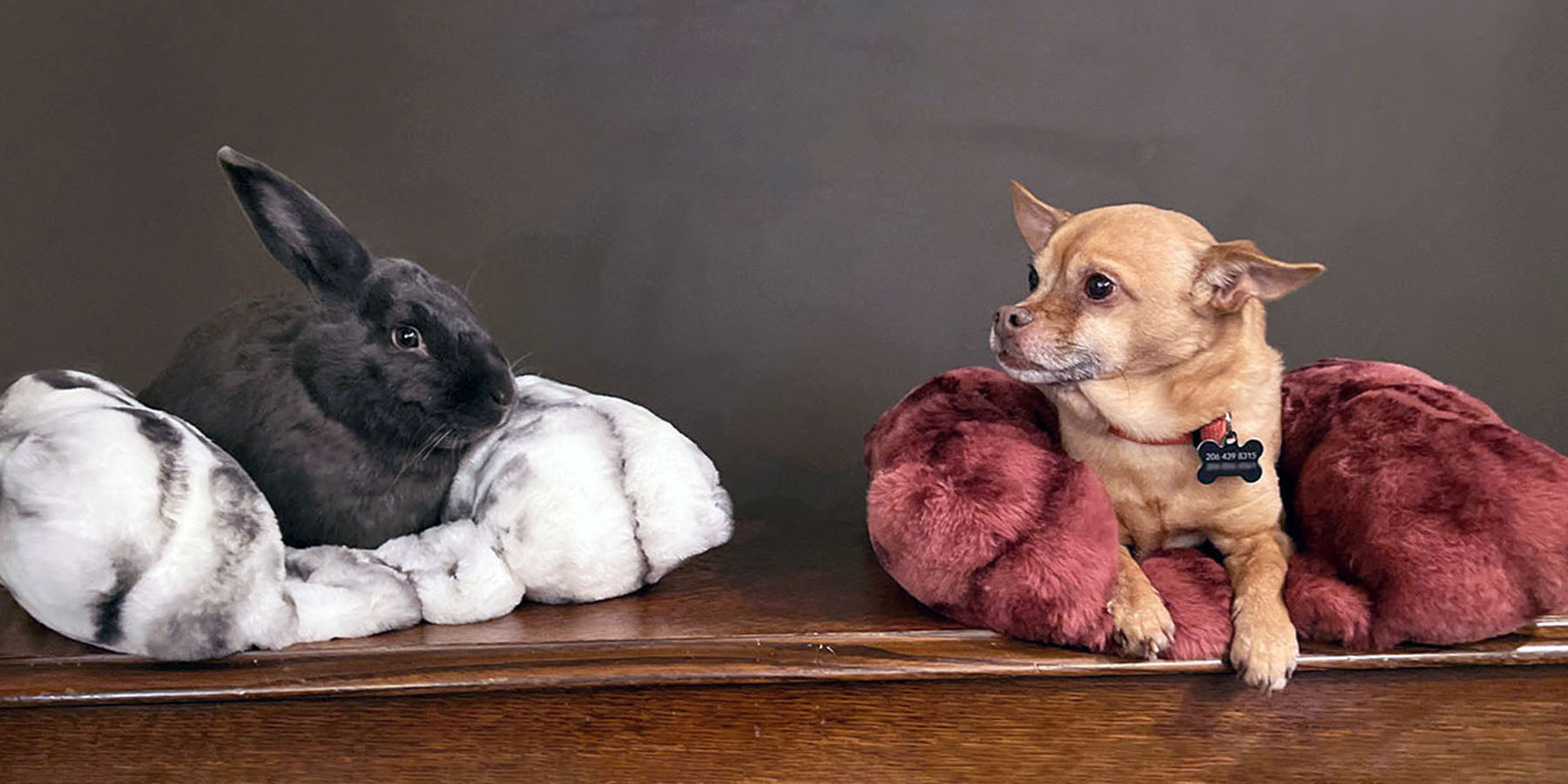 Bunny and Dog on Bolstered Pet Beds in Royal Opulence Faux Fur handmade in the USA by Pandemonium Seattle