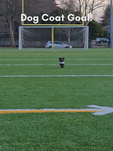 Cute little dog running in the Pandemonium Dog Coat in Winters Frost faux fur. Made in Seattle, WA, USA by Pandemonium Seattle.