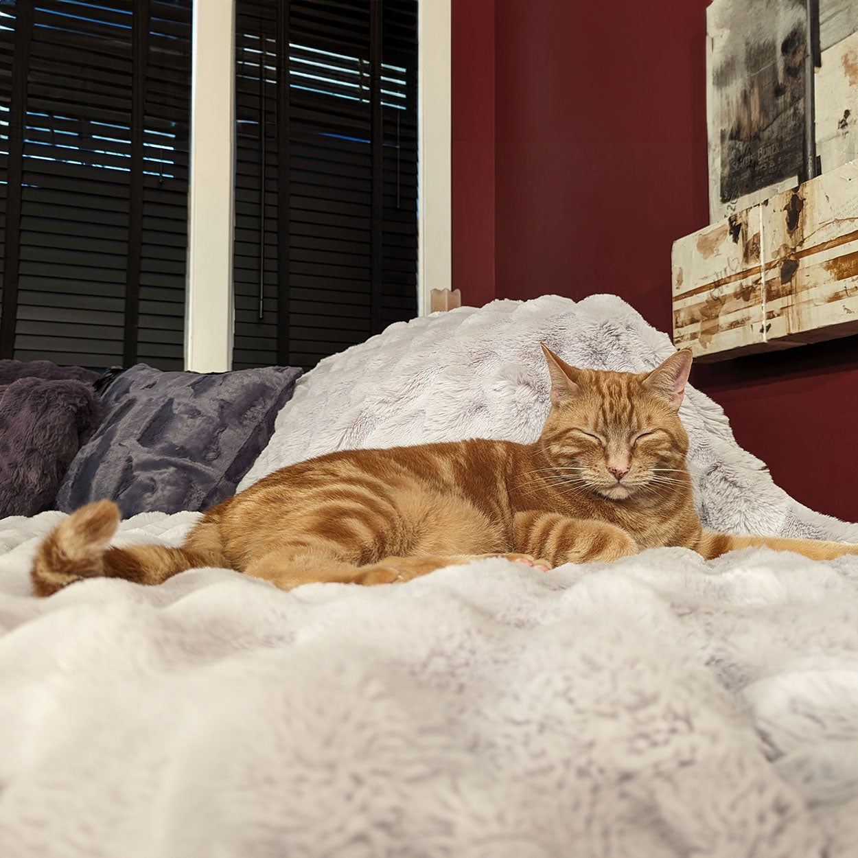 orange cat sleeping on a creamy faux fur pet blanket handmade in USA by Pandemonium Seattle