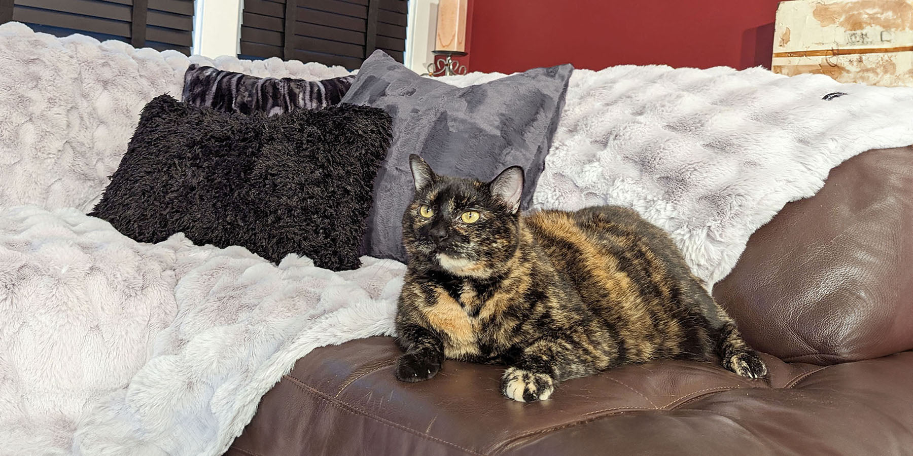 black and orange cat sitting on brown coach with a creamy gray faux fur throw and black pillows handmade in USA by Pandemonium Seattle