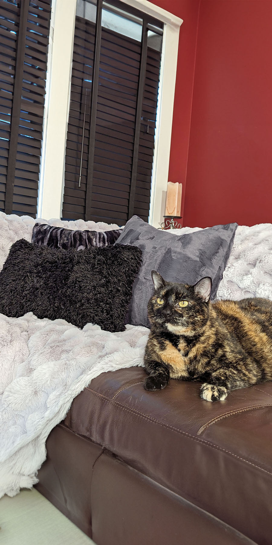 black and orange cat sitting on brown coach with a creamy gray faux fur throw and black and gray pillows handmade in USA by Pandemonium Seattle