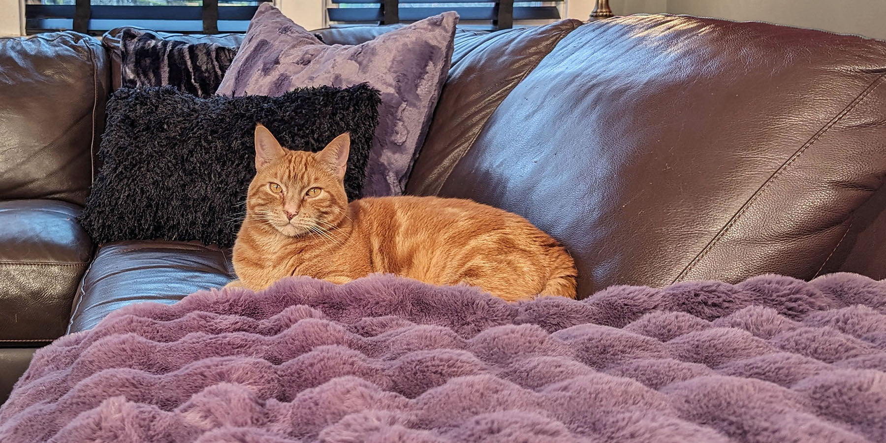 orange cat sitting on brown coach with a purple faux fur throw and black pillows handmade in USA by Pandemonium Seattle