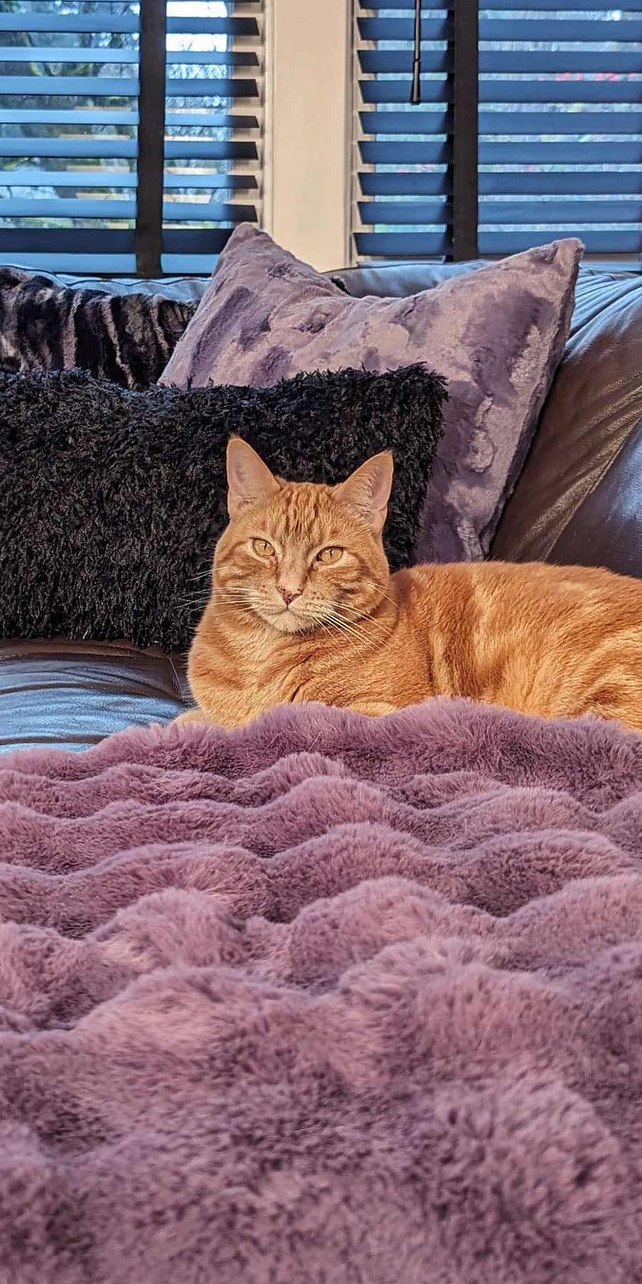 orange cat sitting on brown coach with a purple faux fur throw and black and gray pillows handmade in USA by Pandemonium Seattle