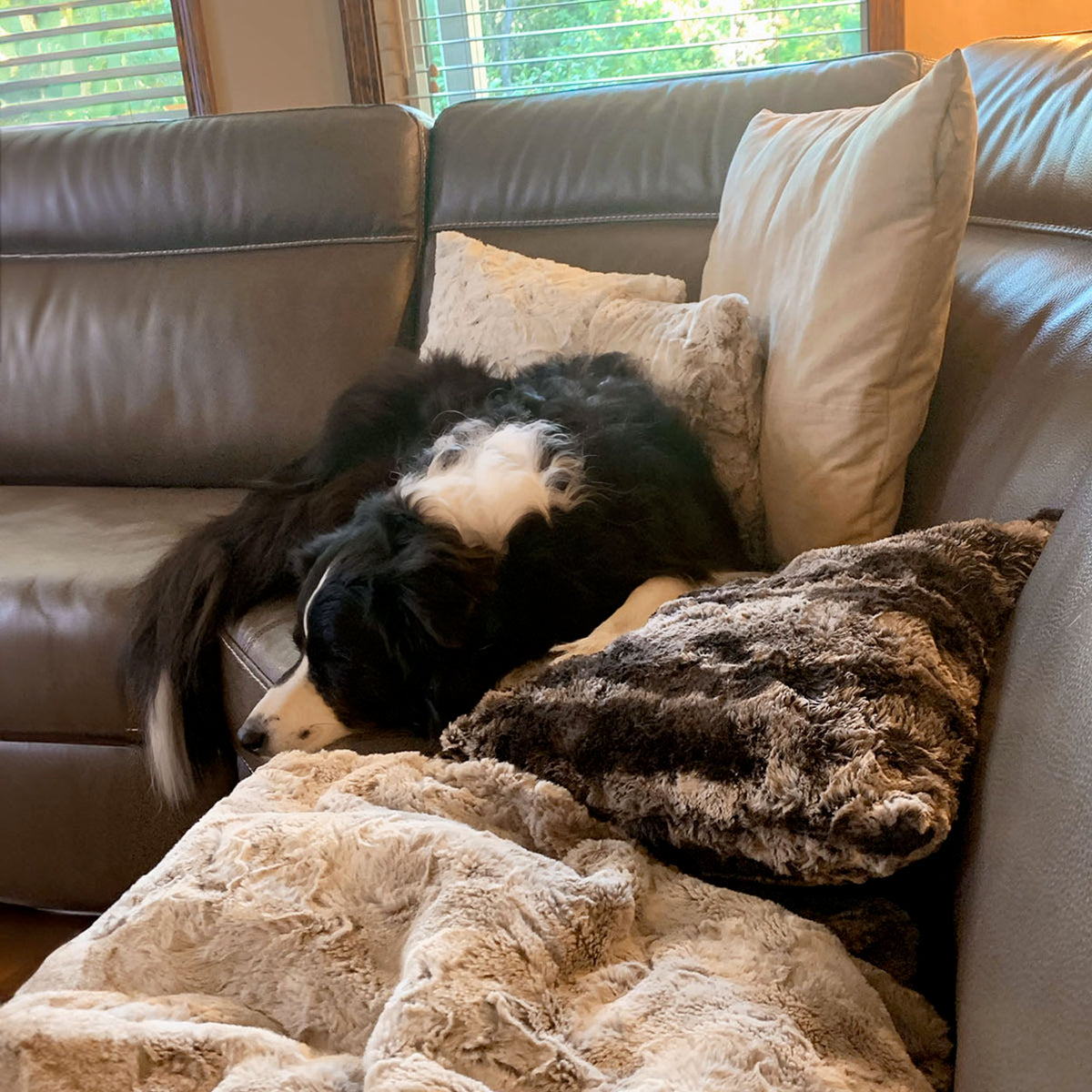 Dog Sleeping next to Pillow Sham in Mocha Faux Fur handmade in USA by Pandemonium Seattle