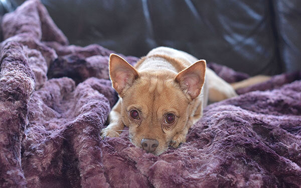 Mr. Watson the Brown Chihuahua on a mauve faux fur blanket handmade by Pandemonium Millinery