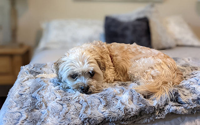Pet / Dog Blanket - Luxury Faux Fur in Winter River