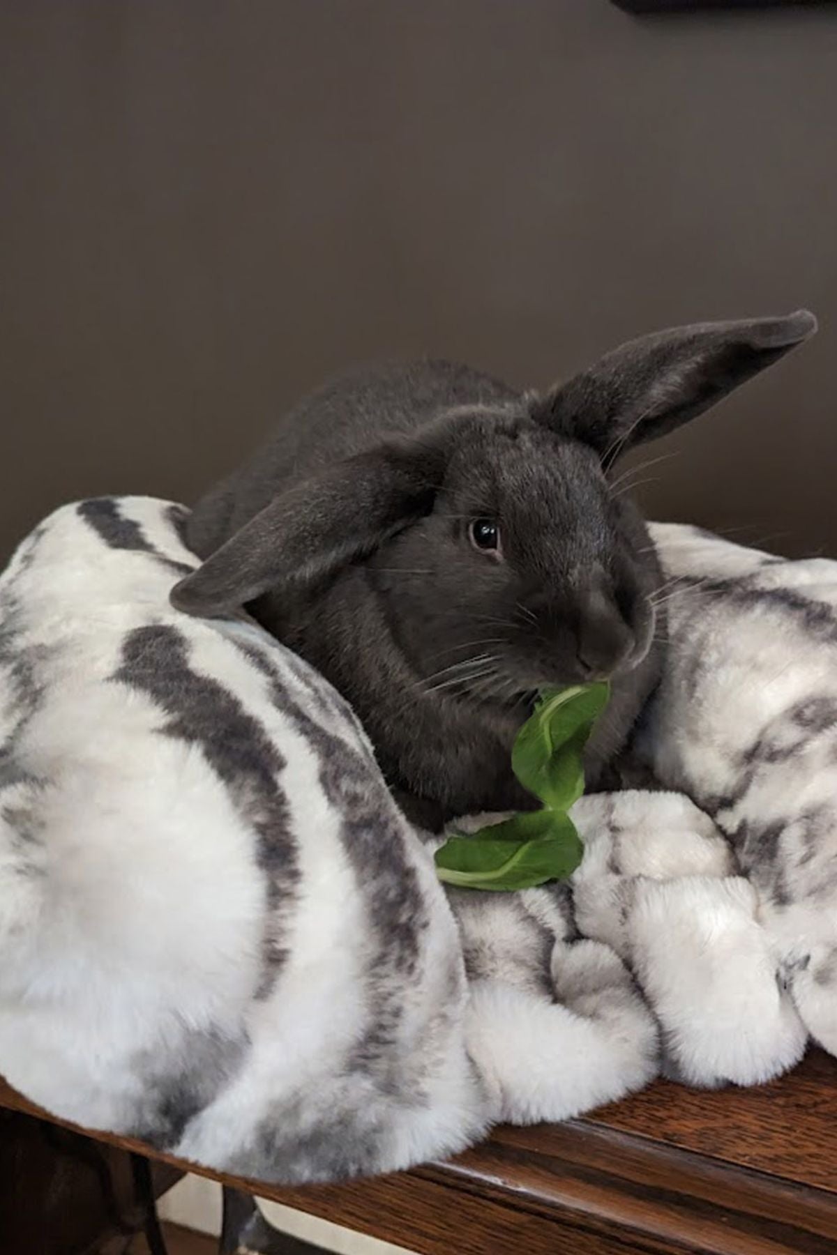 Bunny rabbit sitting in Aspen Pet Bed, in Royal Opulence Faux Fur. Handmade in Seattle, WA by Pandemonium Millinery.
