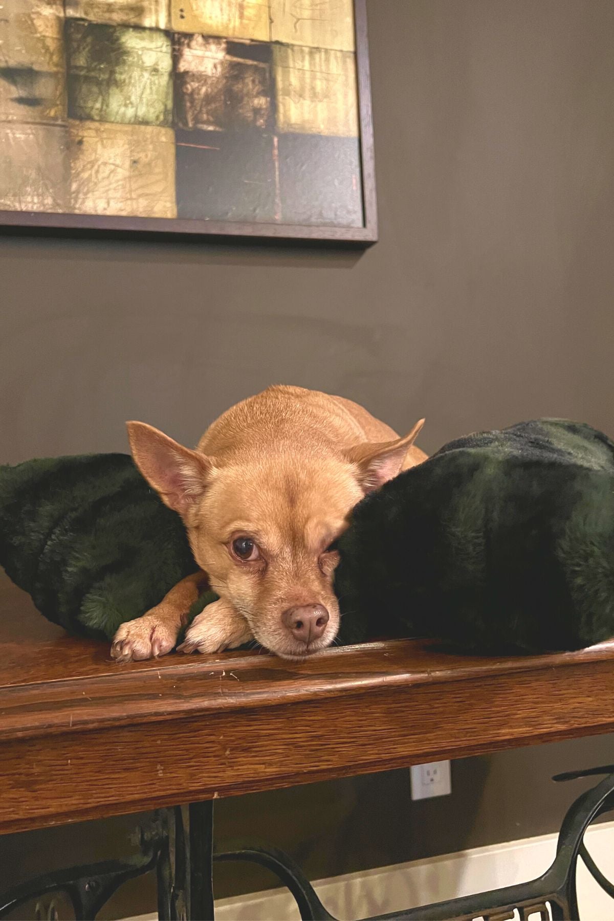Dog laying in his Black Pine Pet Bed. Royal Opulence Black Pine Faux Fur, made in Seattle, WA.