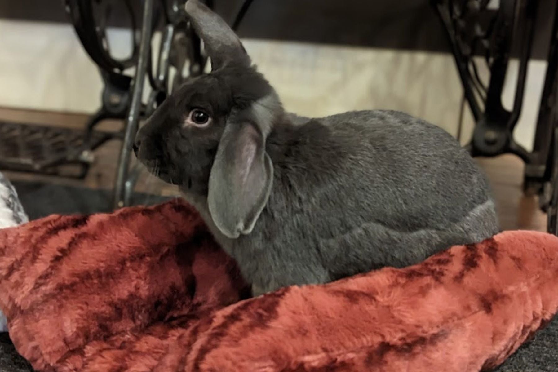 Bunny rabbit sitting in Maple Glow Pet Bed, in Royal Opulence Faux Fur. Handmade in Seattle, WA by Pandemonium Millinery.