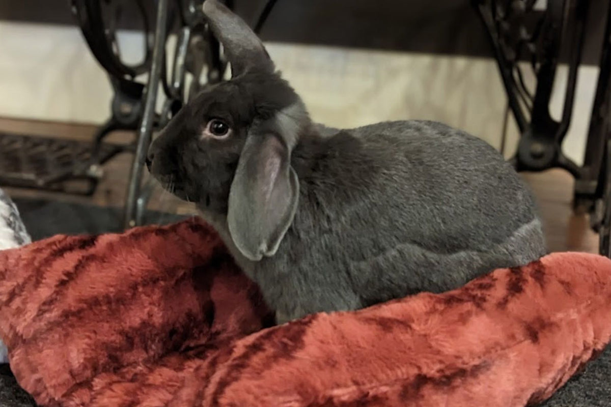 Bunny rabbit sitting in Maple Glow Pet Bed, in Royal Opulence Faux Fur. Handmade in Seattle, WA by Pandemonium Millinery.