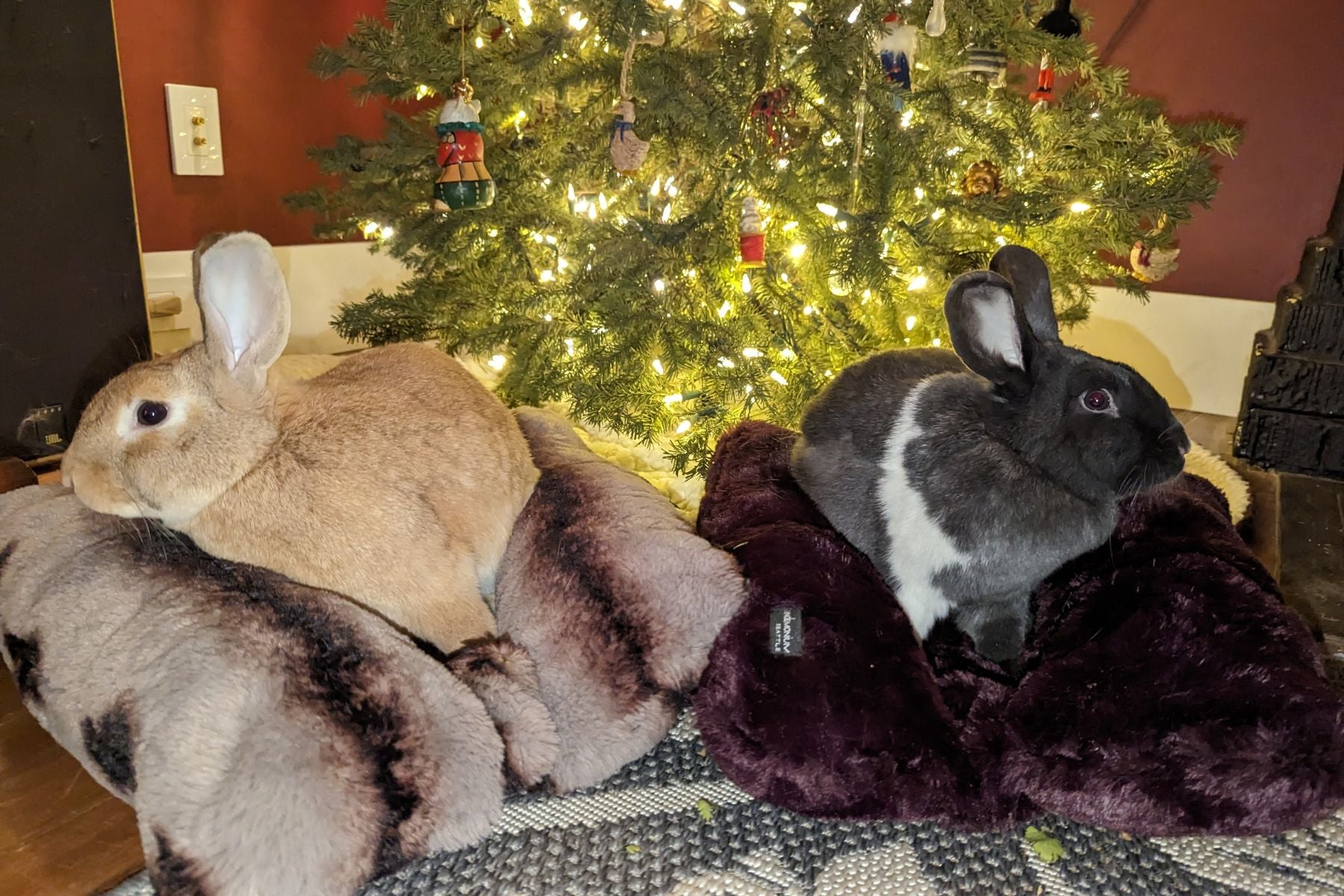 Bunny in Bolstered Pet Bed | Aspen Royal Opulence Faux Fur | Handmade in the USA by Pandemonium Seattle